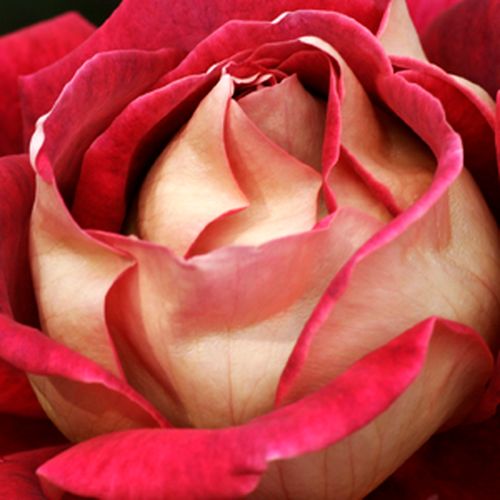 Sárga - piros - Rózsa - Sárga - Piros - Online rózsa vásárlás